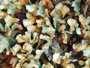 Thin Leaf Lettuce Coral - Agaricia tenuifolia - Cozumel, Mexico