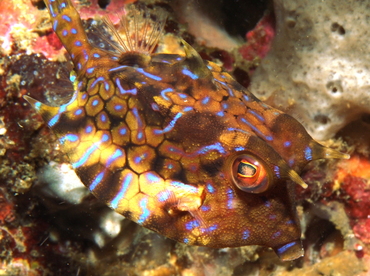 Thornback Cowfish - Lactoria fornasini - Anilao, Philippines