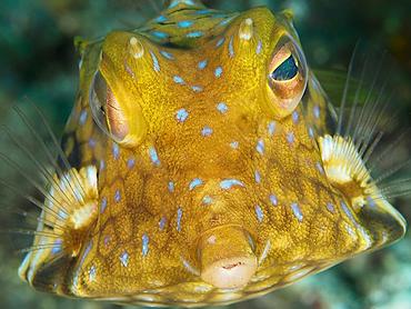 Thornback Cowfish - Lactoria fornasini - Bali, Indonesia