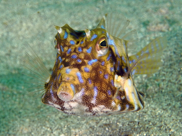 Thornback Cowfish - Lactoria fornasini - Bali, Indonesia