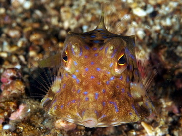 Thornback Cowfish - Lactoria fornasini - Anilao, Philippines