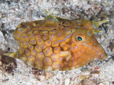 Thornback Cowfish - Lactoria fornasini - Komodo, Indonesia
