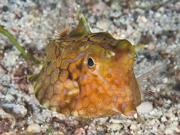 Thornback Cowfish - Lactoria fornasini - Komodo, Indonesia