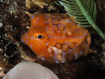 Thornback Cowfish - Lactoria fornasini - Komodo, Indonesia