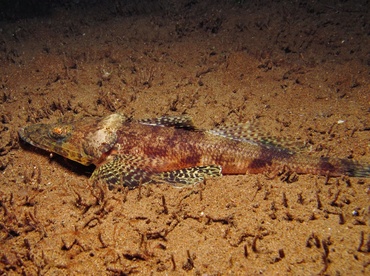 Thorny Flathead - Rogadius pristiger - Dumaguete, Philippines