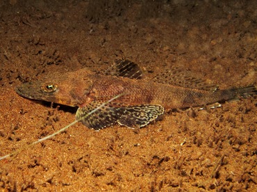 Thorny Flathead - Rogadius pristiger - Dumaguete, Philippines