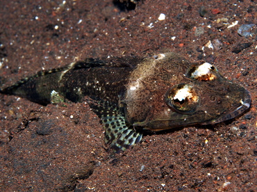 Thorny Flathead - Rogadius pristiger - Bali, Indonesia