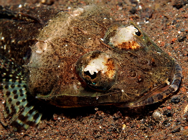 Thorny Flathead - Rogadius pristiger - Bali, Indonesia