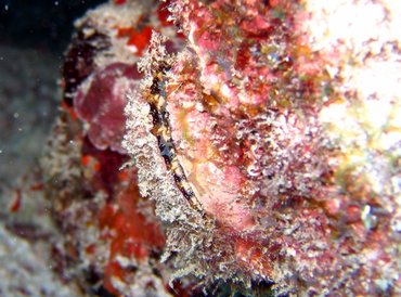 Atlantic Thorny-Oyster - Spondylus americanus - Key Largo, Florida