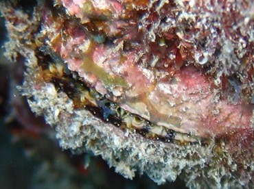 Atlantic Thorny-Oyster - Spondylus americanus - Key Largo, Florida