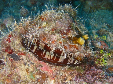 Atlantic Thorny-Oyster - Spondylus americanus - Key Largo, Florida