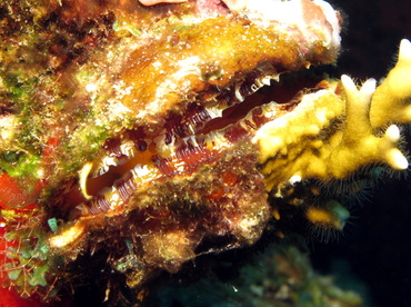 Atlantic Thorny-Oyster - Spondylus americanus - Cozumel, Mexico