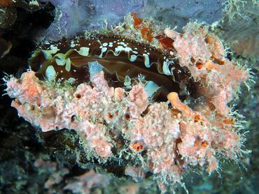 Atlantic Thorny-Oyster - Spondylus americanus - British Virgin Islands