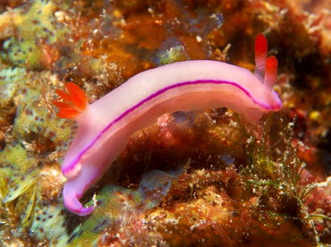 Kahuna Nudibranch - Thorunna kahuna - Oahu, Hawaii