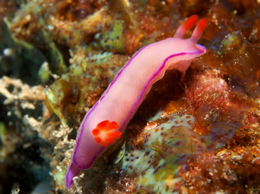 Kahuna Nudibranch - Thorunna kahuna - Oahu, Hawaii