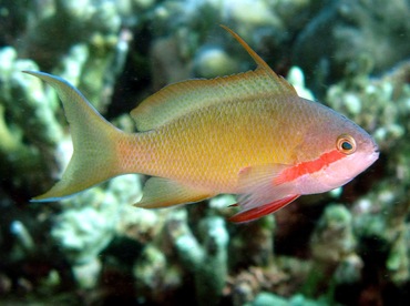 Threadfin Anthias - Pseudanthias huchtii - Dumaguete, Philippines