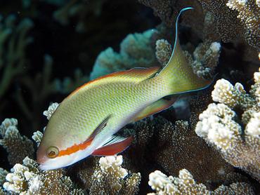 Threadfin Anthias - Pseudanthias huchtii - Komodo, Indonesia