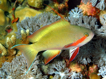 Threadfin Anthias - Pseudanthias huchtii - Anilao, Philippines