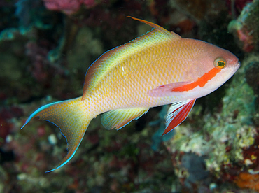 Threadfin Anthias - Pseudanthias huchtii - Wakatobi, Indonesia