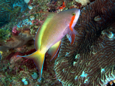 Threadfin Anthias - Pseudanthias huchtii - Wakatobi, Indonesia