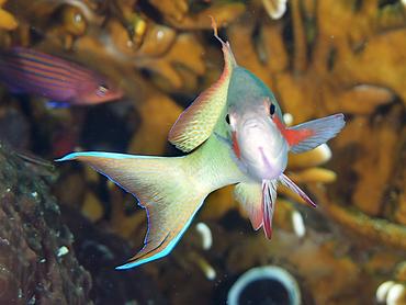 Threadfin Anthias - Pseudanthias huchtii - Komodo, Indonesia