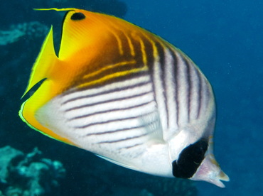 Threadfin Butterflyfish - Chaetodon auriga - Maui, Hawaii