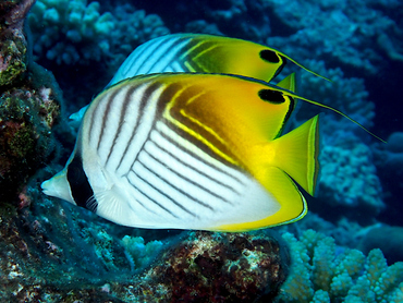 Threadfin Butterflyfish - Chaetodon auriga - Great Barrier Reef, Australia