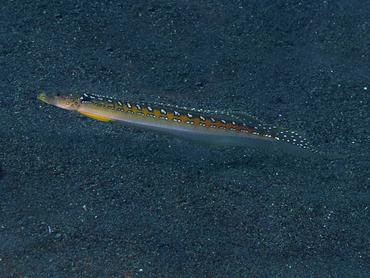 Threadfin Sand Diver - Trichonotus elegans - Bali, Indonesia