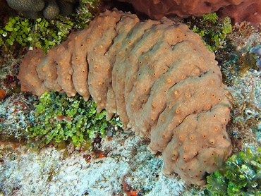 Three-Rowed Sea Cucumber - Isostichopus badionotus - Cozumel, Mexico