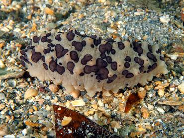 Three-Rowed Sea Cucumber - Isostichopus badionotus - Blue Heron Bridge, Florida