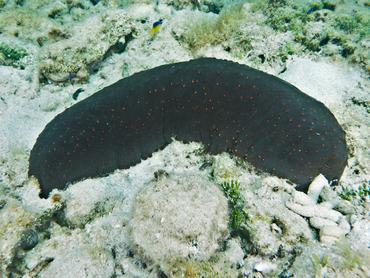 Three-Rowed Sea Cucumber - Isostichopus badionotus - British Virgin Islands