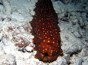 Three-Rowed Sea Cucumber - Isostichopus badionotus - Bonaire