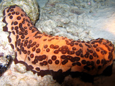 Three-Rowed Sea Cucumber - Isostichopus badionotus - Bonaire