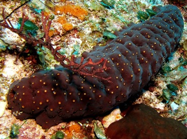 Three-Rowed Sea Cucumber - Isostichopus badionotus - Cozumel, Mexico