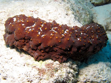 Three-Rowed Sea Cucumber - Isostichopus badionotus - Bonaire