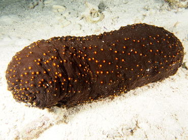 Three-Rowed Sea Cucumber - Isostichopus badionotus - The Exumas, Bahamas