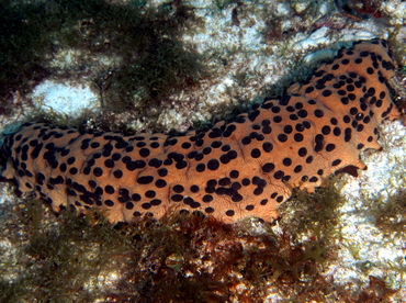 Three-Rowed Sea Cucumber - Isostichopus badionotus - Cozumel, Mexico