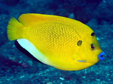 Threespot Angelfish - Apolemichthys trimaculatus - Bali, Indonesia