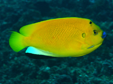 Threespot Angelfish - Apolemichthys trimaculatus - Anilao, Philippines