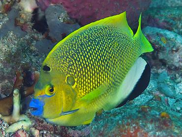 Threespot Angelfish - Apolemichthys trimaculatus - Komodo, Indonesia