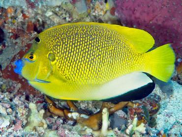 Threespot Angelfish - Apolemichthys trimaculatus - Komodo, Indonesia