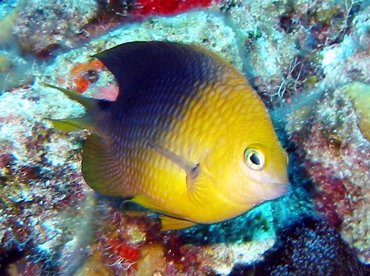 Threespot Damselfish - Stegastes planifrons - Bimini, Bahamas