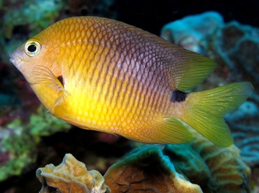 Threespot Damselfish - Stegastes planifrons - Bonaire