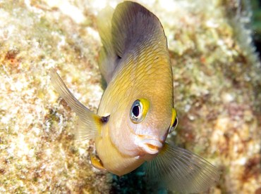Threespot Damselfish - Stegastes planifrons - Bonaire