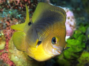 Threespot Damselfish - Stegastes planifrons - Grand Cayman