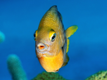 Threespot Damselfish - Stegastes planifrons - Cozumel, Mexico