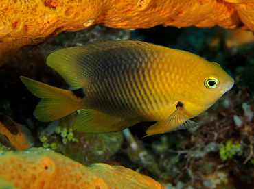 Threespot Damselfish - Stegastes planifrons - Cozumel, Mexico