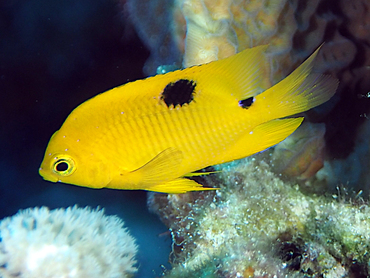 Threespot Damselfish - Stegastes planifrons - Cozumel, Mexico