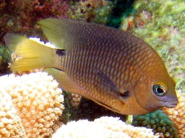 Threespot Damselfish - Stegastes planifrons - Bonaire