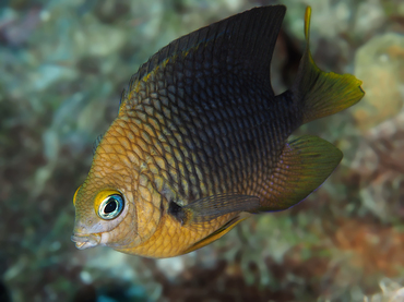 Threespot Damselfish - Stegastes planifrons - Bonaire